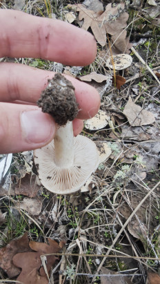 Гриб из Волгоград