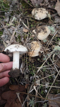 Гриб из Волгоград