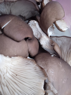 Вёшенка устричная