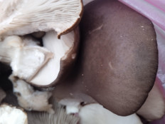 Вёшенка устричная