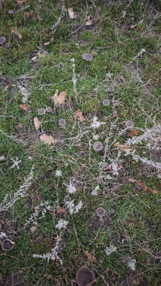 Гриб из Волгоград