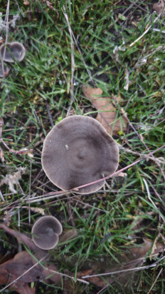 Гриб из Волгоград