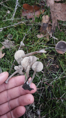 Гриб из Волгоград