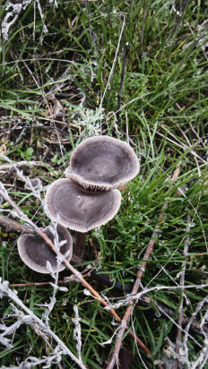 Гриб из Волгоград