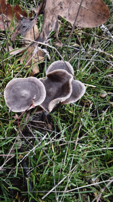 Гриб из Волгоград