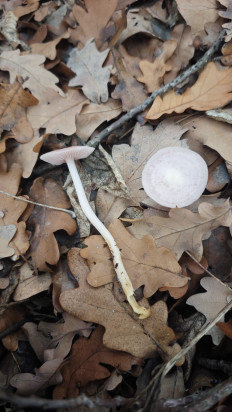 Гриб из Волгоград