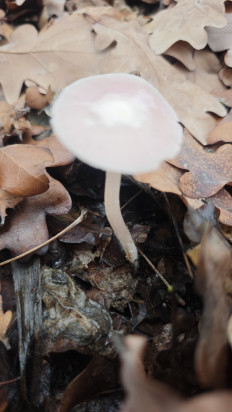 Гриб из Волгоград