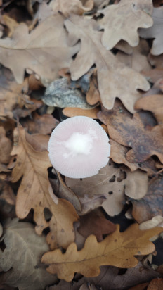 Гриб из Волгоград