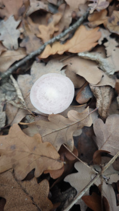 Гриб из Волгоград