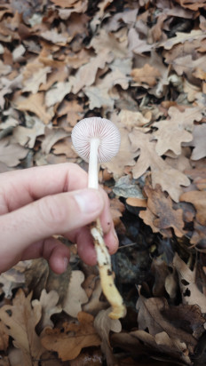 Гриб из Волгоград