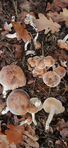 Гриб из Волжский