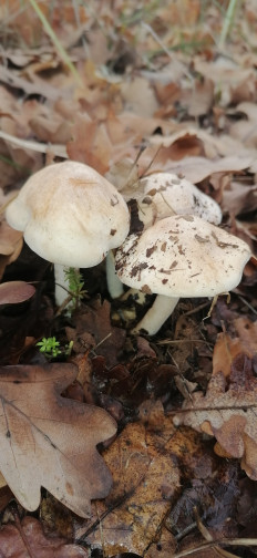 Гриб из Волжский