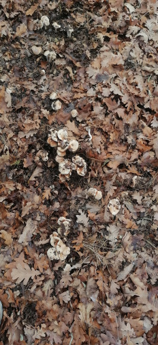 Гриб из Волжский