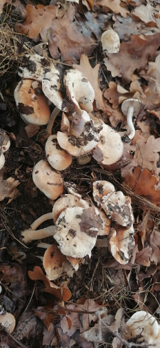 Гриб из Волжский