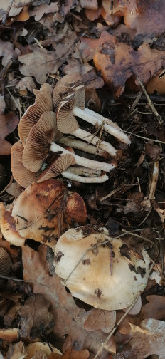 Гриб из Волжский