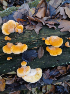 Гриб из Кантемировка