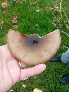 Гриб из Ростов