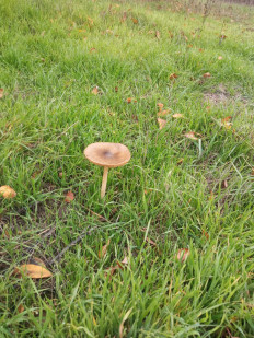 Гриб из Ростов