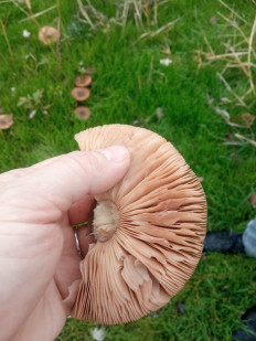 Гриб из Ростов