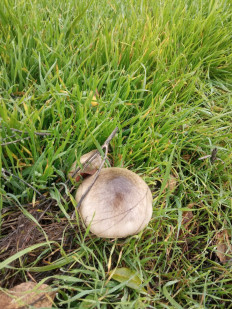 Гриб из Ростов