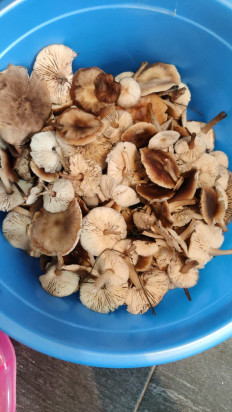 Гриб из Саратов