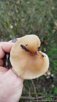 Гриб из Волгоградская обл