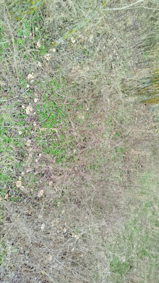 Гриб из Волгоградская обл