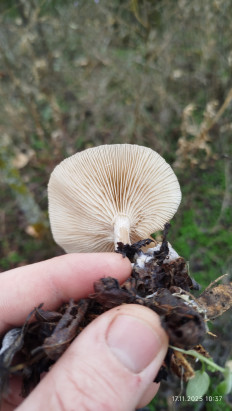 Гриб из Волгоградская обл