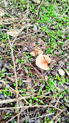 Гриб из Волгоградская обл