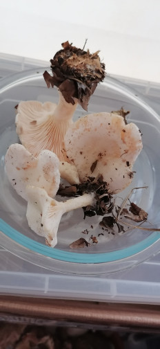 Гриб из Волгоградская область