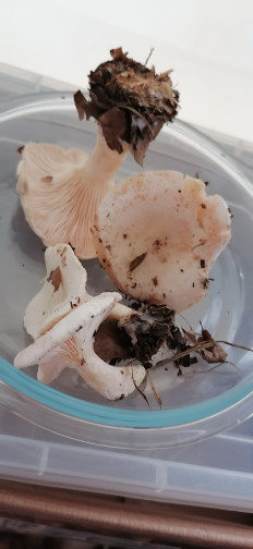 Гриб из Волгоградская область