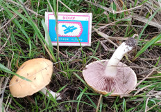 Гриб из Астрахань