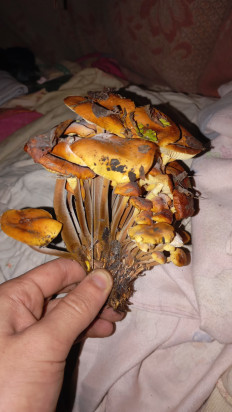 Гриб из Мелитополь