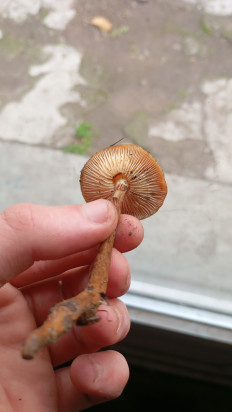 Гриб из Мелитополь