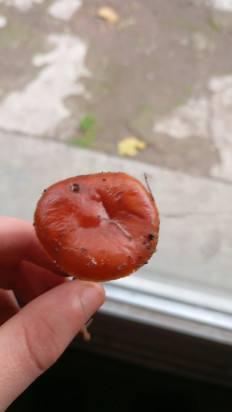 Гриб из Мелитополь