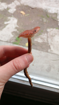 Гриб из Мелитополь