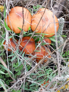 Гриб из Мелитополь