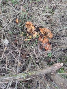 Гриб из Мелитополь