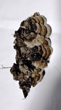 Гриб из с.Кевсала