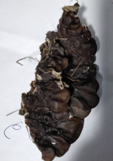 Гриб из с.Кевсала