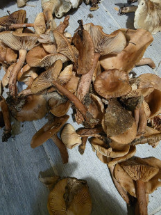 Гриб из Краснодар