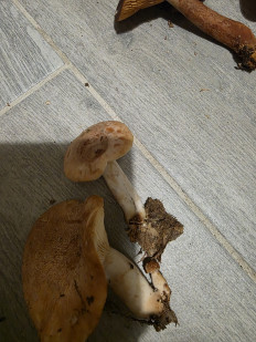 Гриб из Краснодар