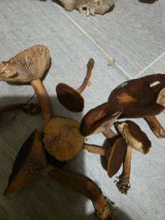 Гриб из Краснодар