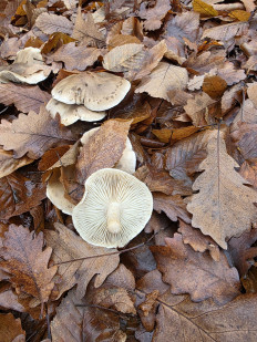 Гриб из Краснодар