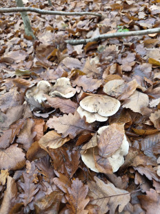 Гриб из Краснодар