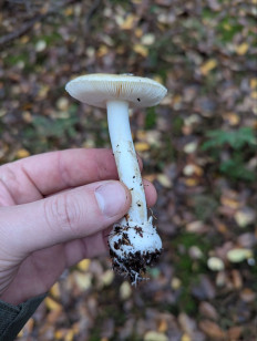 Мухомор ярко-жёлтый