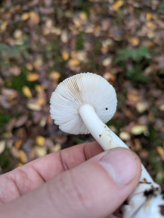 Мухомор ярко-жёлтый