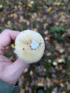 Мухомор ярко-жёлтый