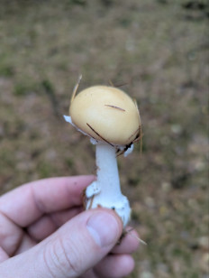 Мухомор ярко-жёлтый