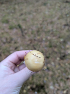 Мухомор ярко-жёлтый